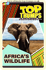 Africa's Wildlife