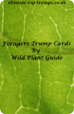 Foragers Trump Cards