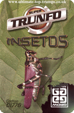 Insetos