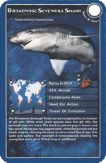 Broadnosed Sevengill Shark