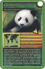 Giant Panda
