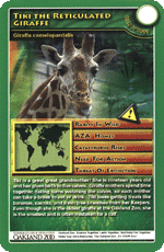 Tiki The Reticulated Giraffe