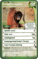 Bornean Orangutan 2022