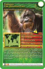 Tengku The Orangutan