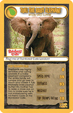 Tuki The Baby Elephant