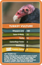 Turkey Vulture