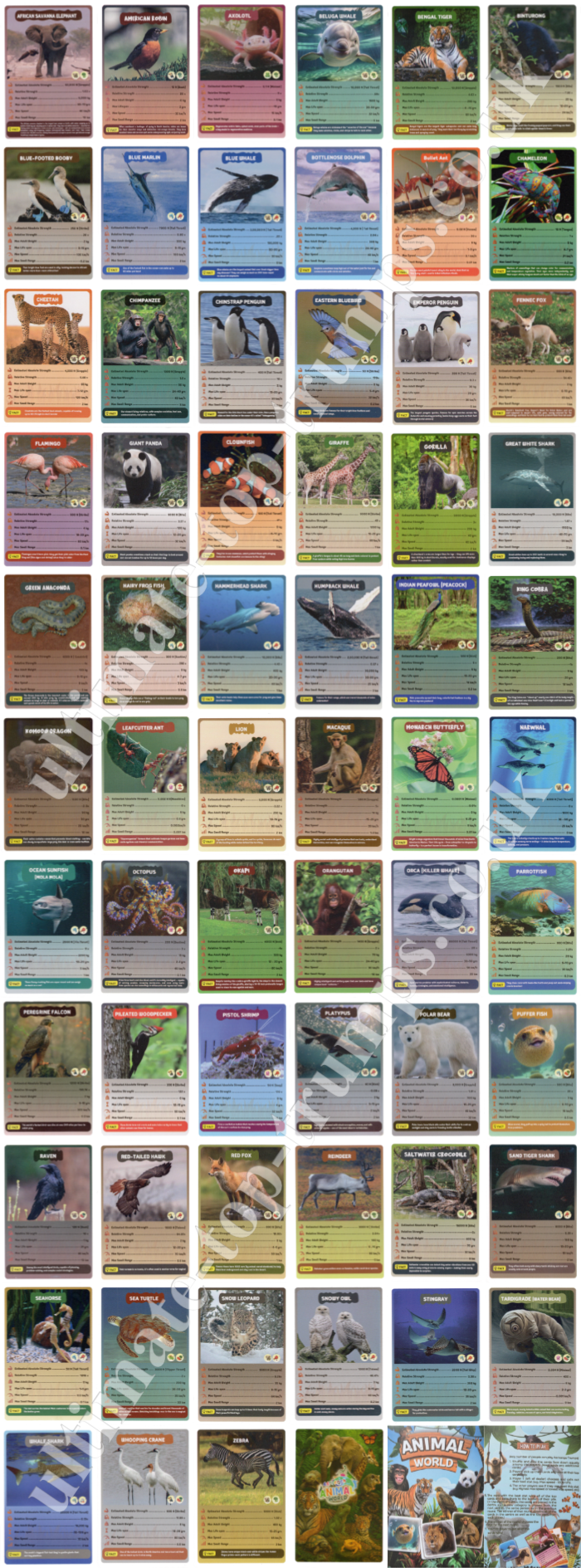 Animal World